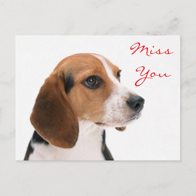 Missing You  Puppy Dog Postcard (Front)