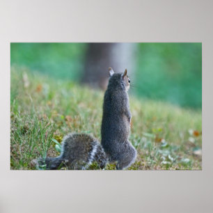 "Missing You" Standing Juvenile Squirrel Poster