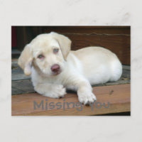 Missing You Yellow Labrador Retriever