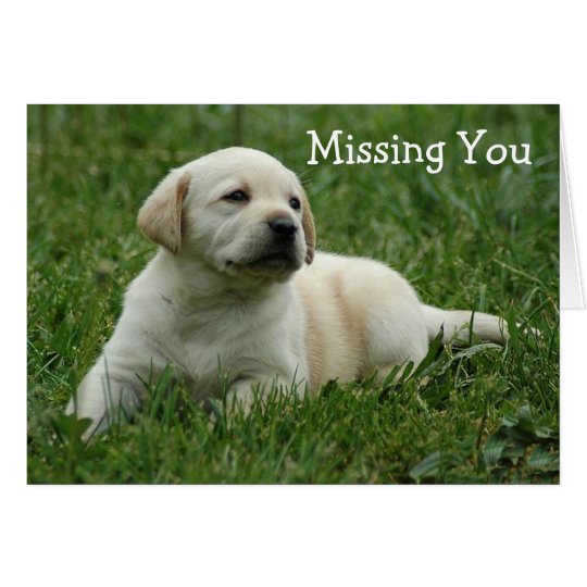 Missing You Yellow Labrador Retriever Puppy Card