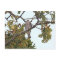 Mississippi Kite And Oak Tree