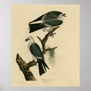 Mississippi Kite from Audubon's Birds of America  Poster