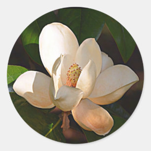 Mississippi Magnolia Classic Round Sticker