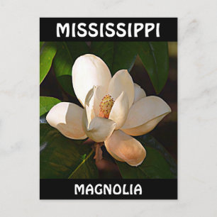 Mississippi Magnolia Postcard