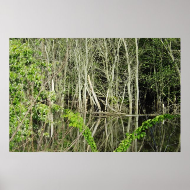 Mississippi River Tree Reflections Poster (Front)