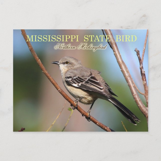 Mississippi State Bird - Northern Mockingbird Postcard (Front)