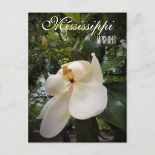 Mississippi State Flower, Magnolia Grandiflora Postcard
