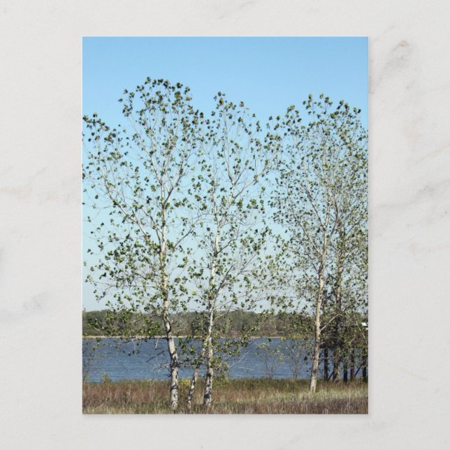 Mississippi Trees Postcard (Front)