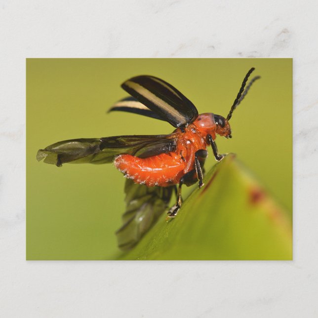 Missouri Beetle Unfurling Its Wings. Postcard (Front)