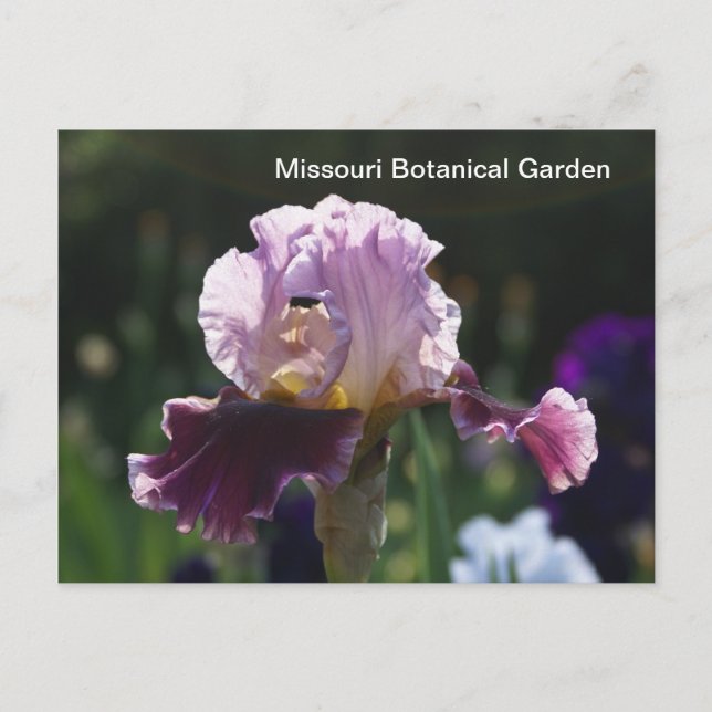 Missouri Botanical Garden-Iris Postcard (Front)