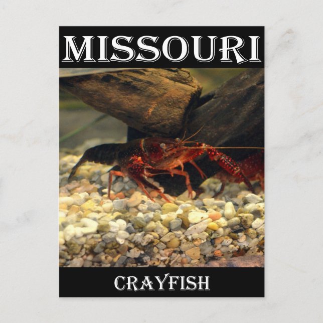 Missouri Crawfish Postcard (Front)