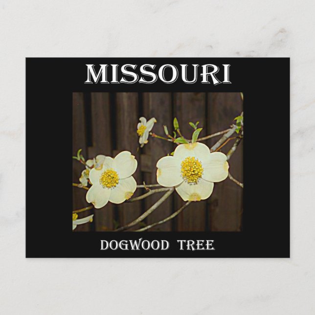 Missouri Dogwood Postcard (Front)