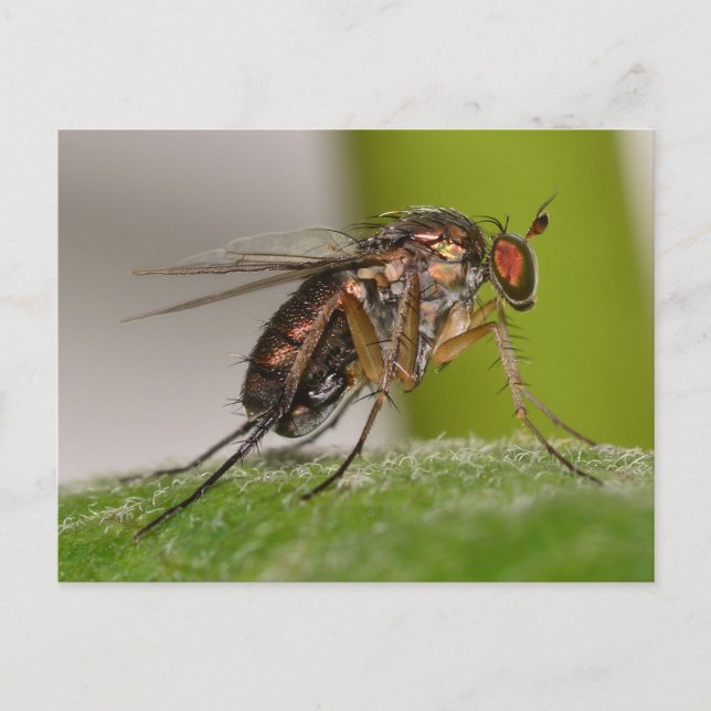 Missouri Fly. Postcard (Front)