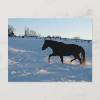 Missouri Foxtrotter at twilight Postcard