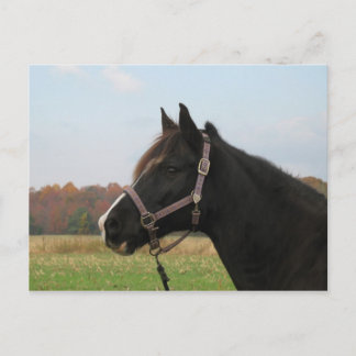 Missouri Foxtrotter Postcard