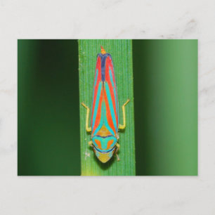 Missouri Leaf Hopper. Postcard