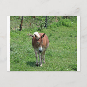 MIssouri Mule Postcard