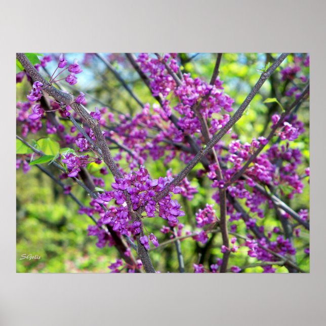 Missouri Redbud  Flowering Tree Photo Poster (Front)