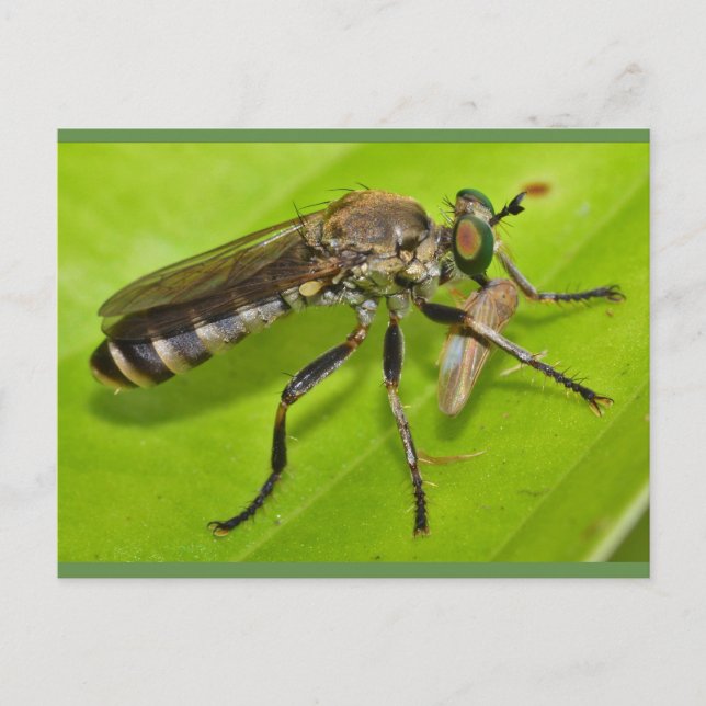 Missouri Robber fly. Postcard (Front)