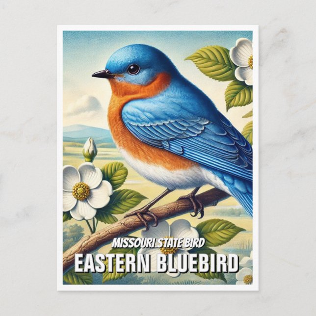 Missouri State Bird Eastern Bluebird Postcard (Front)