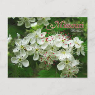 Missouri State Flower: Hawthorn Postcard