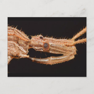 Missouri True bug. Postcard
