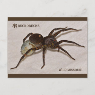 Missouri Wolf Spider With Egg Sack. Postcard