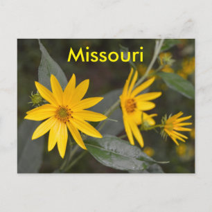 Missouri Yellow Wildflowers Postcard
