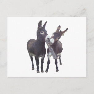 "Missy's Donkeys" Horizontal Postcard