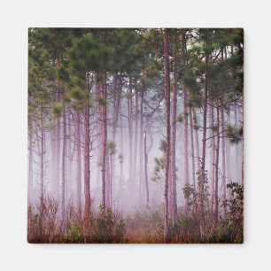 Mist among pine trees at sunrise, Everglades Magnet