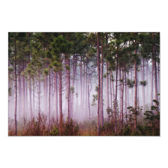 Mist among pine trees at sunrise, Everglades Photo Print (Front)