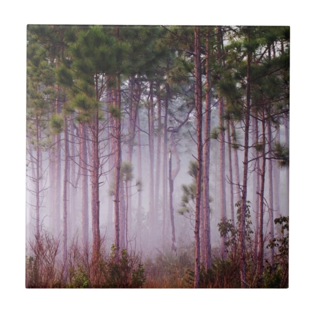 Mist among pine trees at sunrise, Everglades Tile (Front)