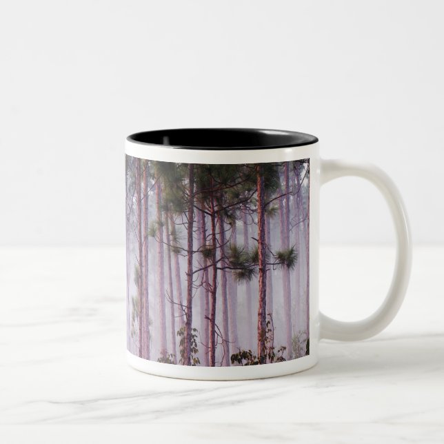 Mist among pine trees at sunrise, Everglades Two-Tone Coffee Mug (Right)
