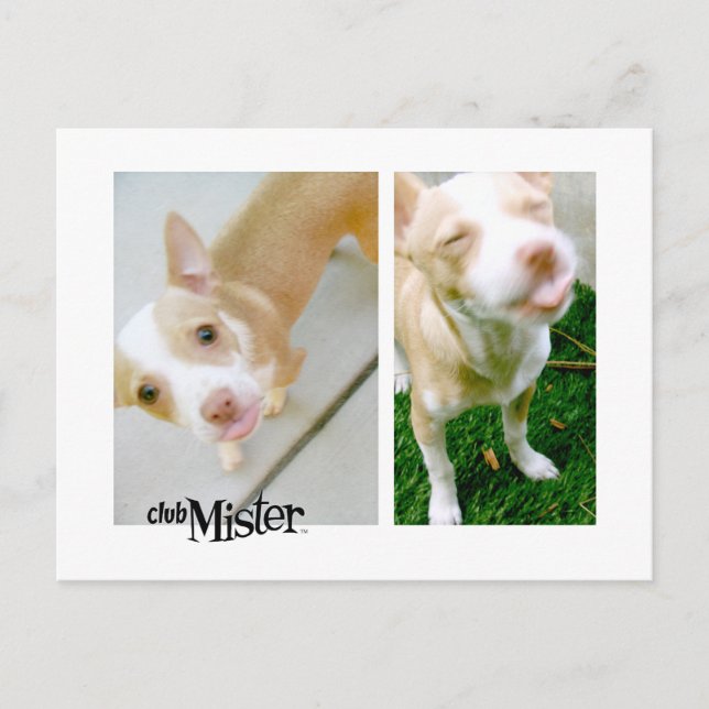 Mister! Tongue! Postcard (Front)