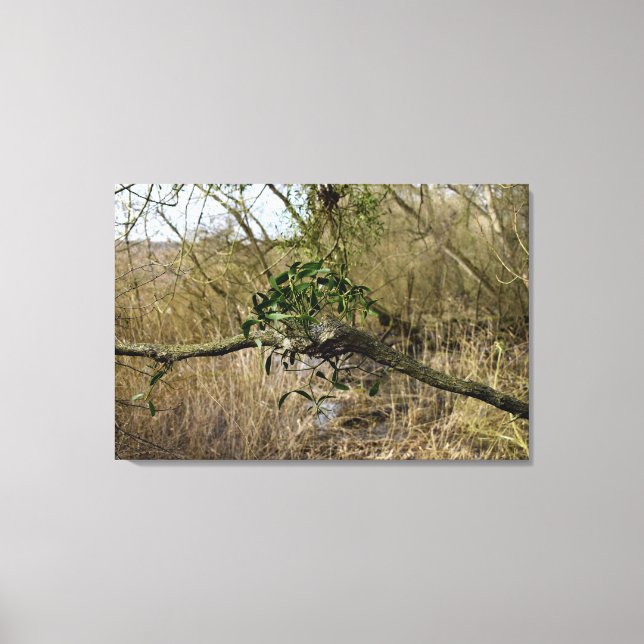 Mistletoe Canvas Print (Front)