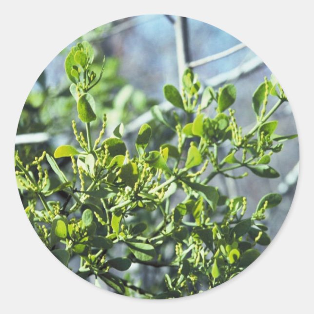 Mistletoe Classic Round Sticker (Front)
