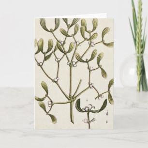 Mistletoe from 'A Curious Herbal', 1782 Holiday Card