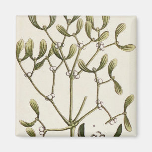 Mistletoe from 'A Curious Herbal', 1782 Magnet