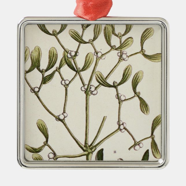 Mistletoe from 'A Curious Herbal', 1782 Metal Tree Decoration (Front)