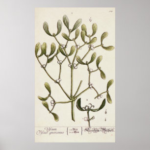 Mistletoe from 'A Curious Herbal', 1782 Poster