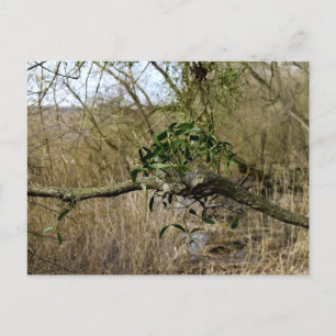 Mistletoe Postcard
