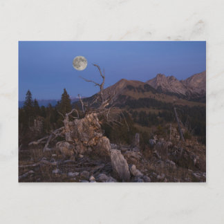 Mistress Of The Night Postcard