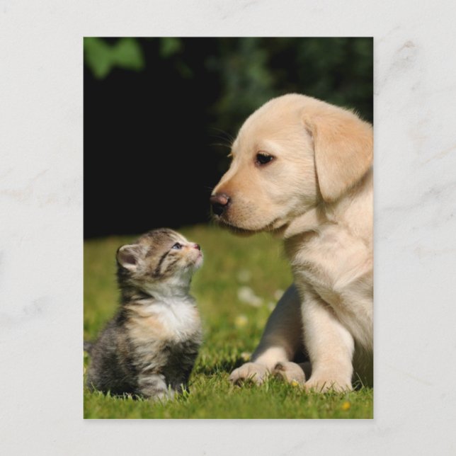 misty and sassy postcard (Front)