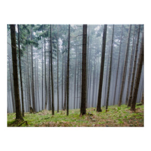 Misty Autumn Forest Relaxation Poster