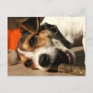 Misty - Chewing Stick Postcard