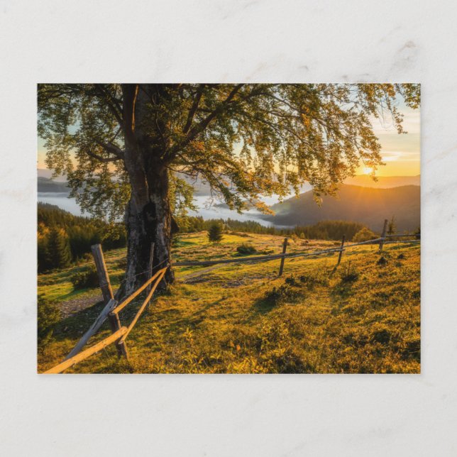 Misty Dawn in a Forest Postcard (Front)