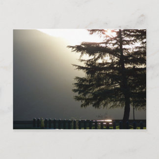 Misty Fir Tree at Shasta Dam Postcard