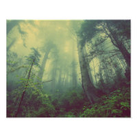 Misty Forest