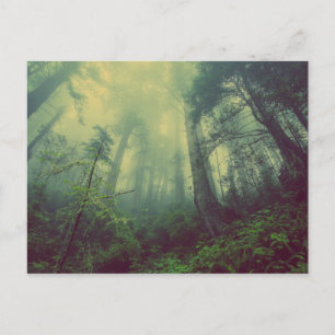 Misty Forest Postcard