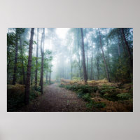 Misty Forest Walk